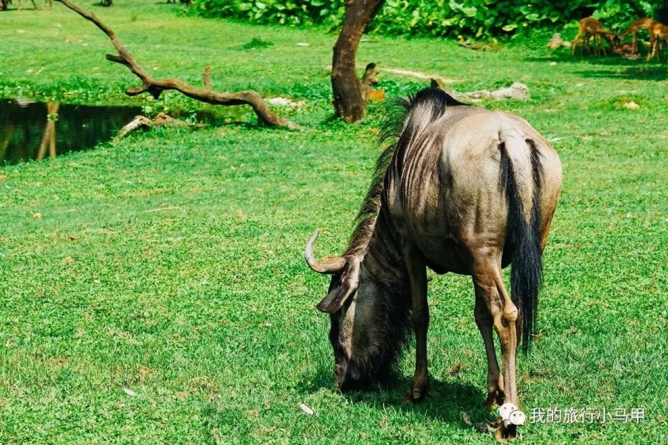 珠海长隆野生动物园旅游攻略,广州长隆自驾游旅游攻略