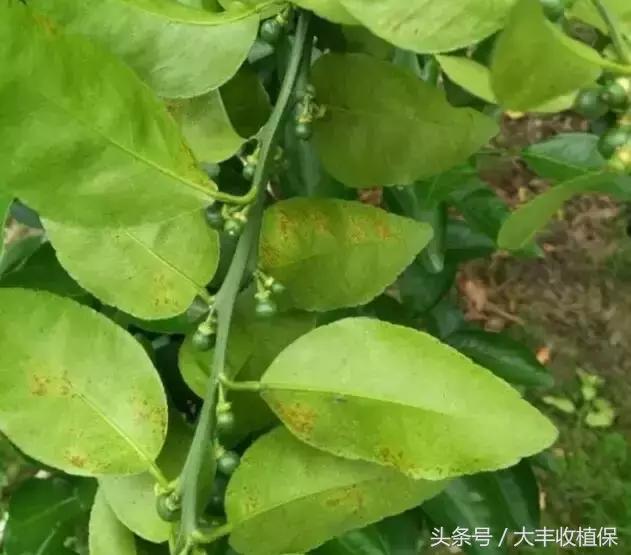 柑橘脂点黄斑病防治技巧,柑橘顽固性脂点黄斑病怎样根除