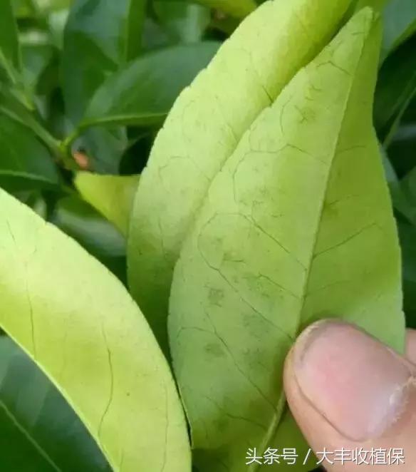 柑橘脂点黄斑病防治技巧,柑橘顽固性脂点黄斑病怎样根除