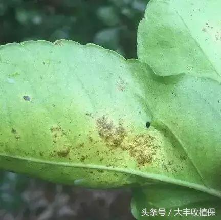 柑橘脂点黄斑病防治技巧,柑橘顽固性脂点黄斑病怎样根除