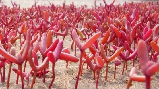 湿地陆地植物有哪些,湿地里的仙人掌