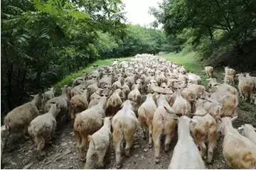 三大养殖业前景,养殖业巨头事迹排名第一