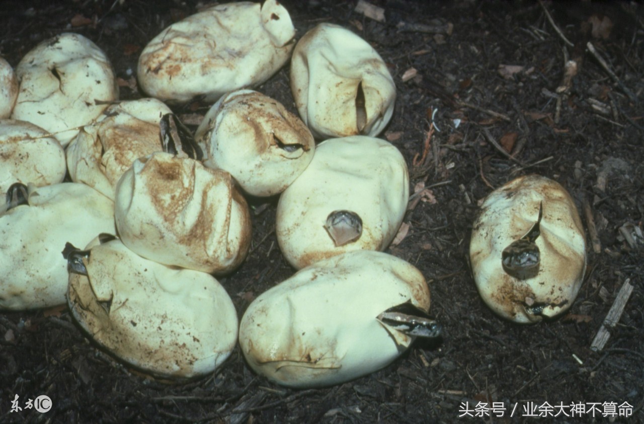 发现蛇窝一锅端,如果遇到蛇窝该怎么办