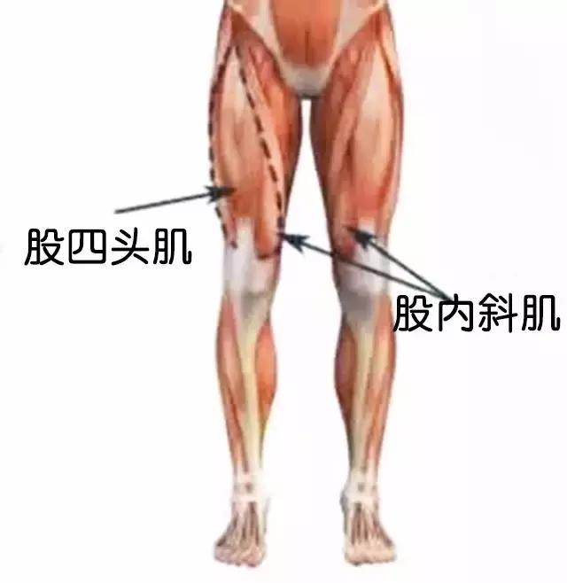 半月板左侧前角损伤最佳锻炼方法,膝关节半月板损伤2-3度怎样锻炼好