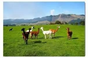 澳洲保健品为什么被国内认可,澳洲的保健品是叫食品还是保健品