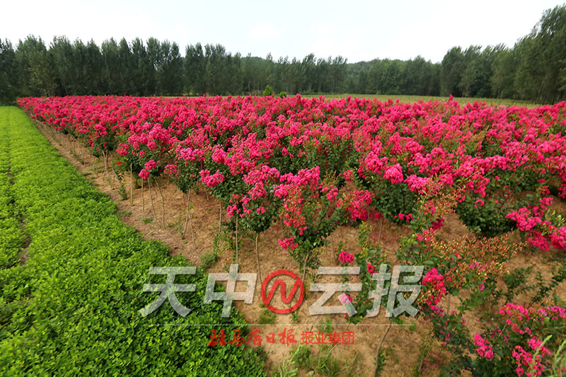 紫薇花开满庭院,紫薇花盛开的季节