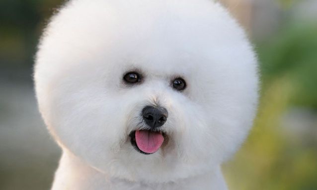 比熊便便下不去就吃了怎么办,比熊拉屎不成形怎么回事