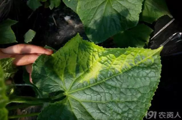 黄瓜用小苏打加红糖能防治病害,亮盾与阿米西达防治黄瓜病害