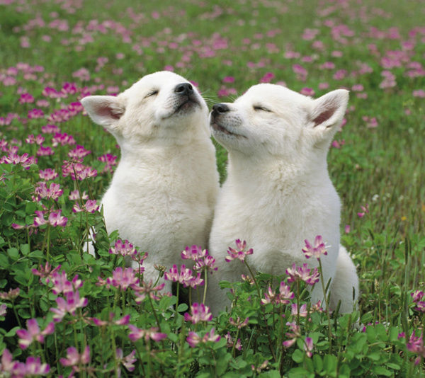 狗狗破坏东西如何教育,狗狗乱咬家具怎么办