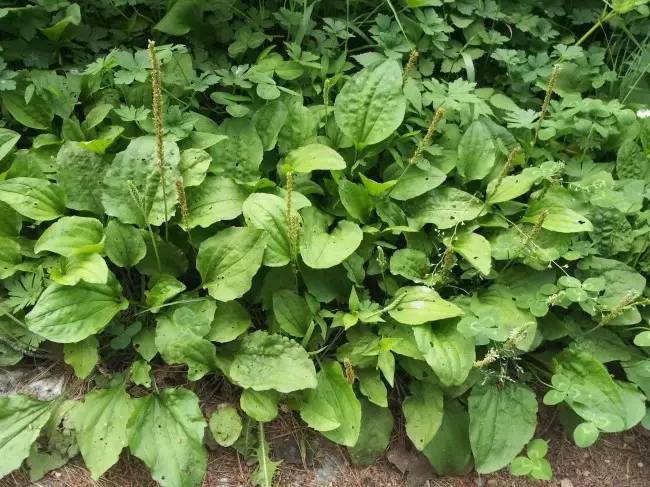 常见野菜吃法做法大全,常见野菜种类吃法