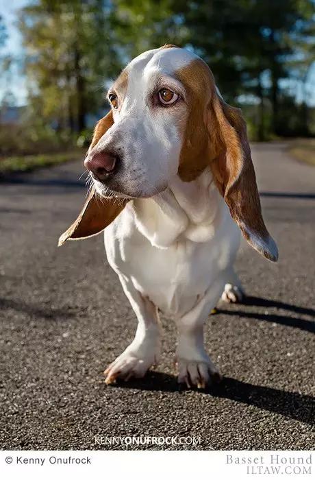 动物世界犬种-巴吉度猎犬