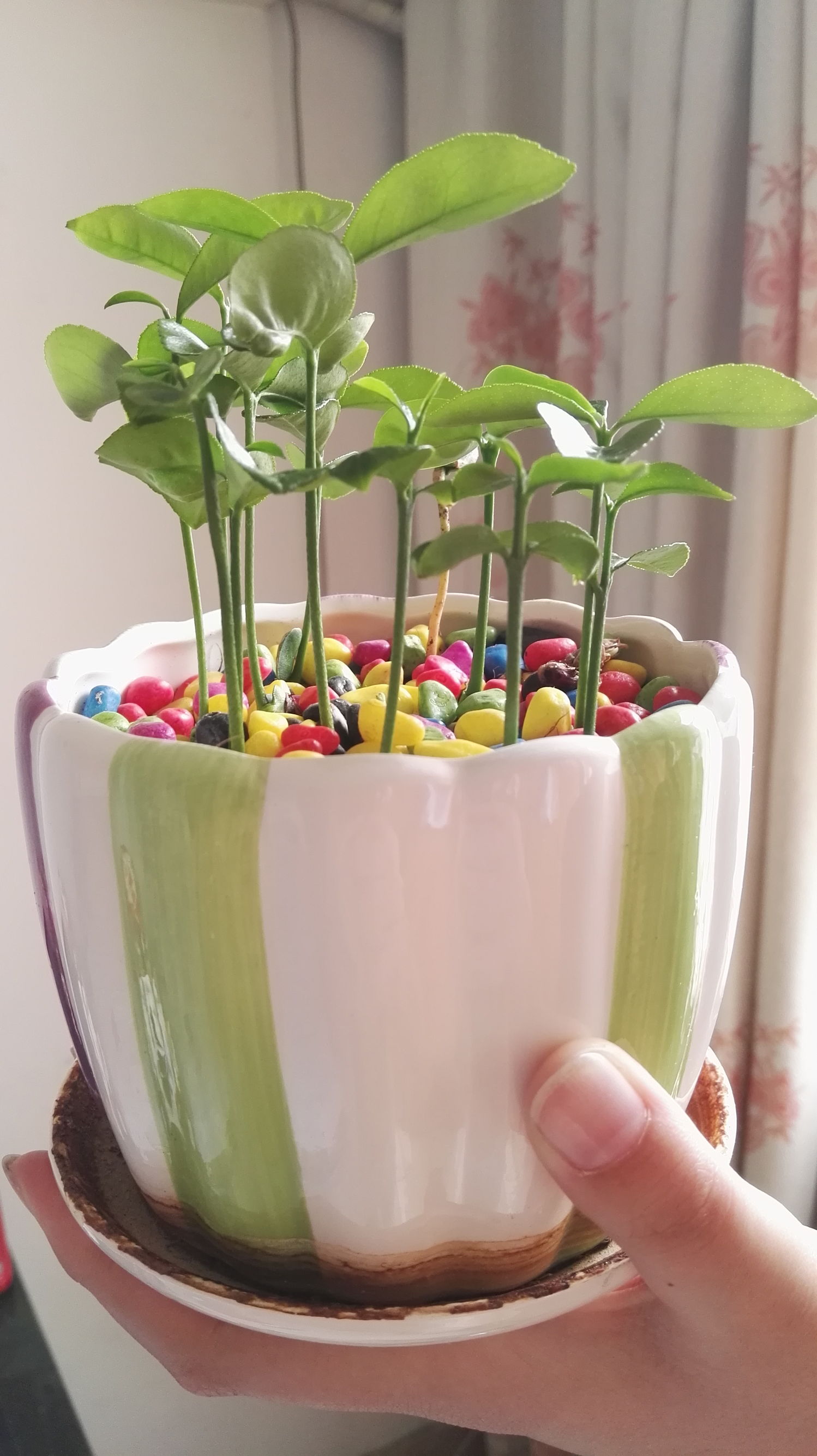 吃剩的柚子皮别扔了,吃剩的柚子种子