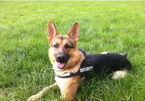 德牧皮肤病狗狗治疗过程,德牧幼犬皮肤病严重怎么治