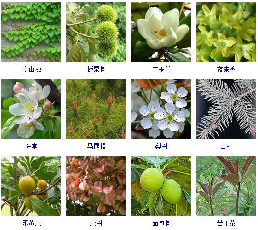 花卉知识|什么是木本植物？常见的木本植物都有哪些？