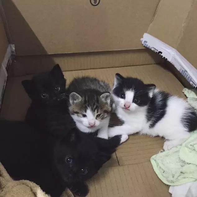 上海市领养流浪动物的地方在哪里,上海市领养小猫的地方