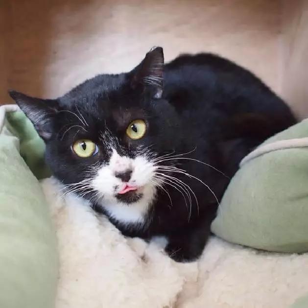 上海市领养流浪动物的地方在哪里,上海市领养小猫的地方