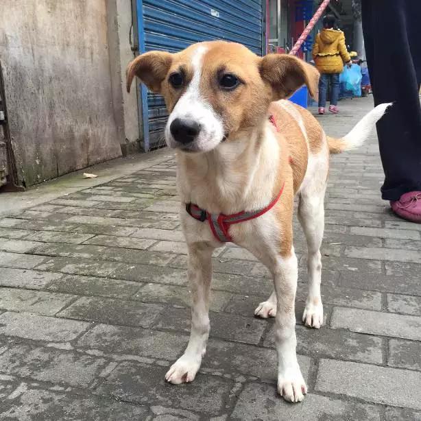 上海市领养流浪动物的地方在哪里,上海市领养小猫的地方