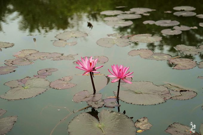 呀诺达，拾起我童年记忆的热带雨林