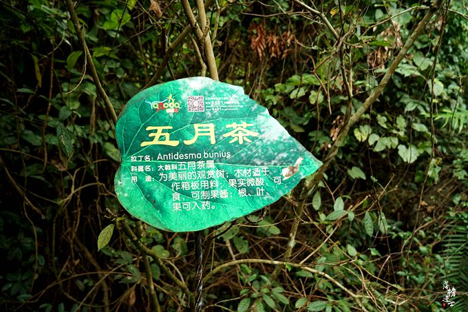 呀诺达，拾起我童年记忆的热带雨林