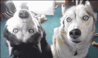 篮球场上的搞笑图片,打篮球加一个人搞笑图片