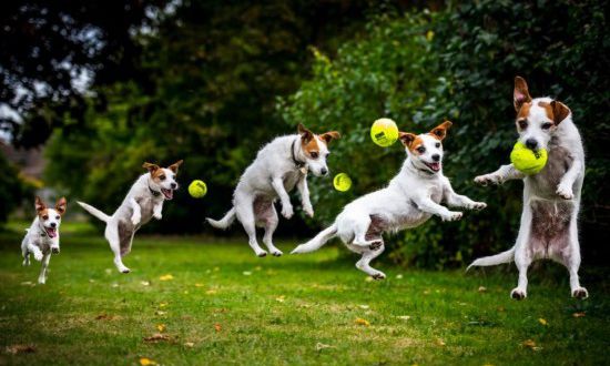 狗狗淋雨会感冒吗,下雨天如何解决狗狗淋雨问题