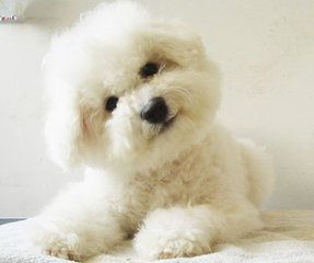 比熊便便下不去就吃了怎么办,比熊拉屎不成形怎么回事