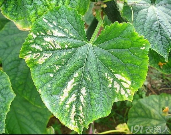 黄瓜用小苏打加红糖能防治病害,亮盾与阿米西达防治黄瓜病害