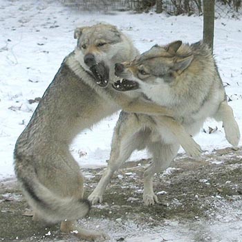 长得像狼的8种狗,盘点所有跟狼长得像的狗