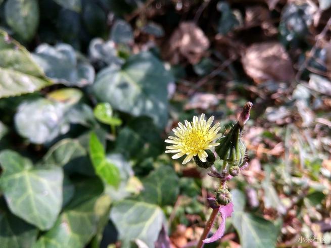 红米note3的拍照方法,红米note3不亮