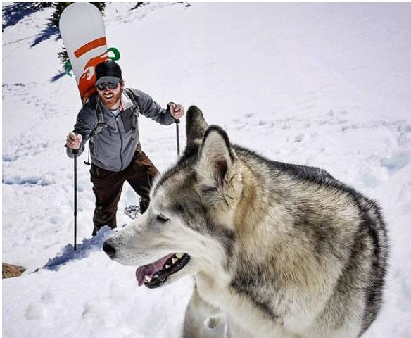 狗狗破坏东西如何教育,狗狗乱咬家具怎么办