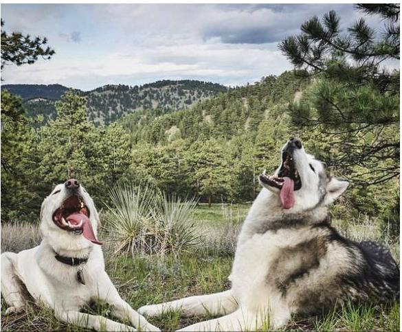 狗狗破坏东西如何教育,狗狗乱咬家具怎么办