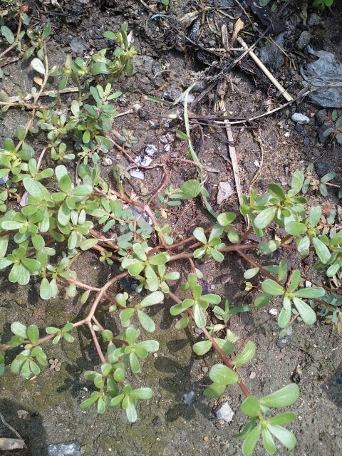 婴幼儿夏天什么治痱子好,夏天祛痱子最有效的方法