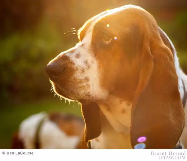 动物世界犬种-巴吉度猎犬