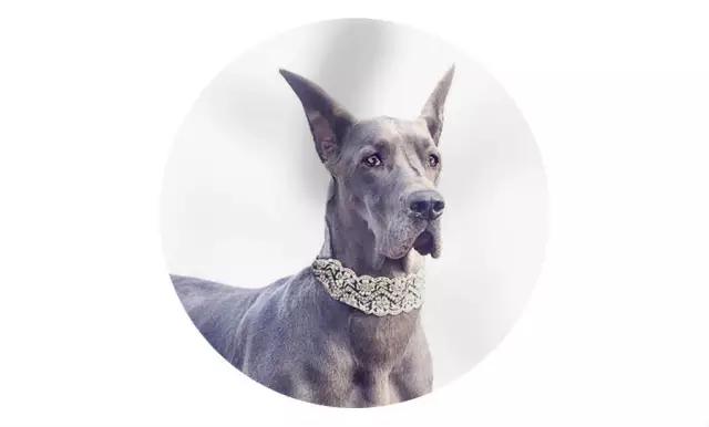 上海市领养流浪动物的地方在哪里,上海市领养小猫的地方