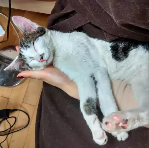 上海市领养流浪动物的地方在哪里,上海市领养小猫的地方