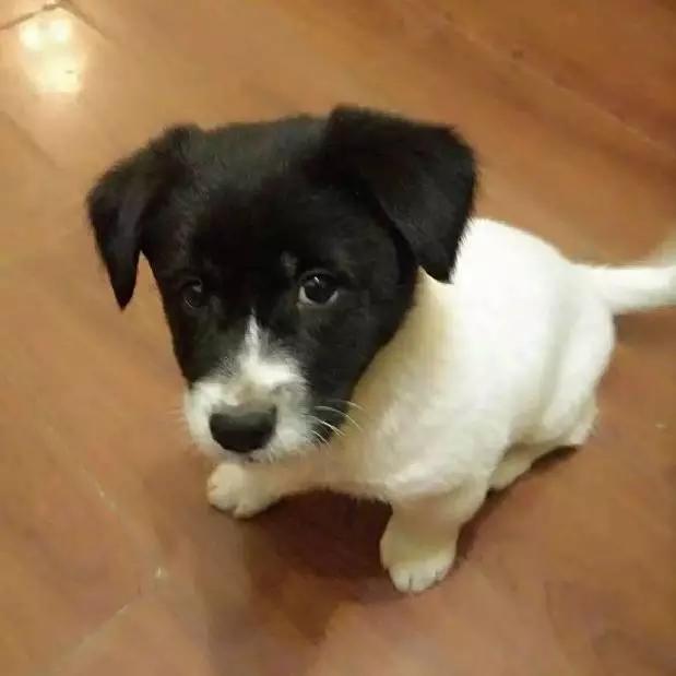 上海市领养流浪动物的地方在哪里,上海市领养小猫的地方