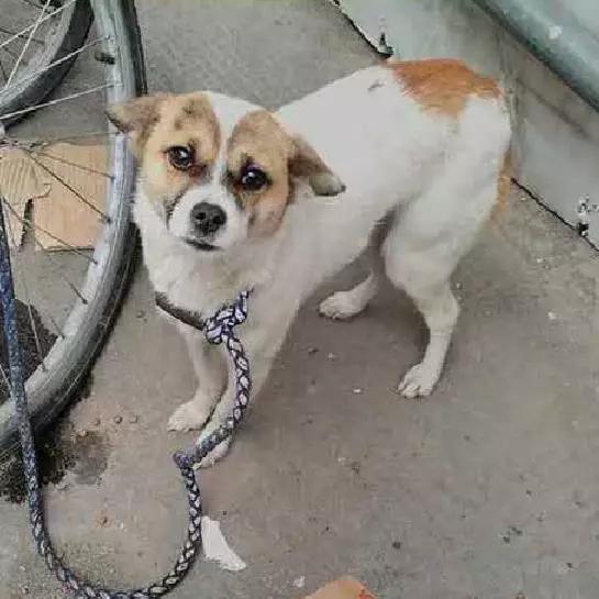 上海市领养流浪动物的地方在哪里,上海市领养小猫的地方