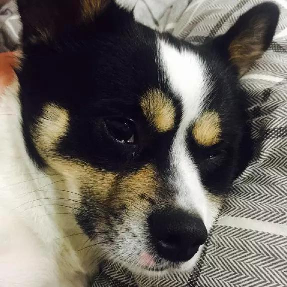 上海市领养流浪动物的地方在哪里,上海市领养小猫的地方