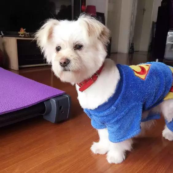 上海市领养流浪动物的地方在哪里,上海市领养小猫的地方