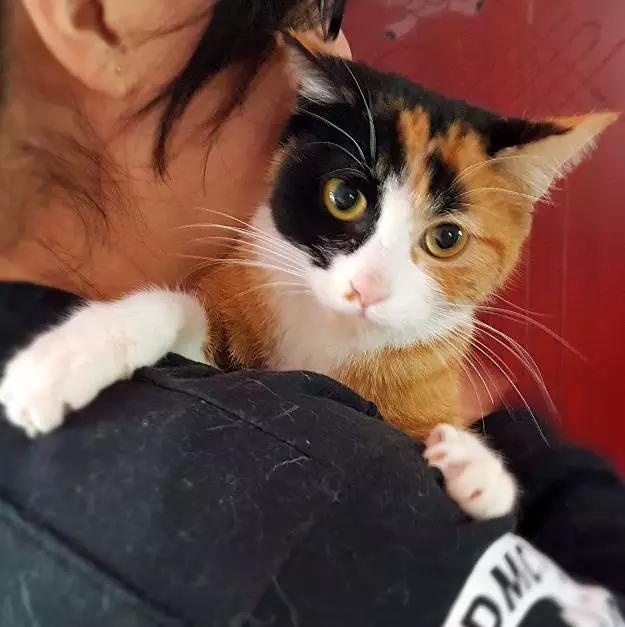 上海市领养流浪动物的地方在哪里,上海市领养小猫的地方