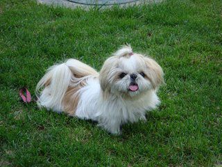 狗狗犬瘟热的症状和治疗方法,狗狗犬瘟热的症状