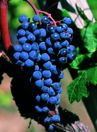 红酒酿造过程,红酒酿造过程视频