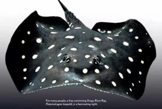 原生魟鱼,魟鱼原生态生活