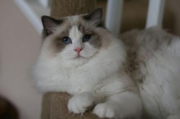 你真的了解喵星人吗,你了解猫吗