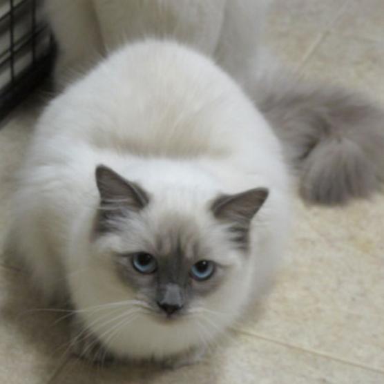 你真的了解喵星人吗,你了解猫吗