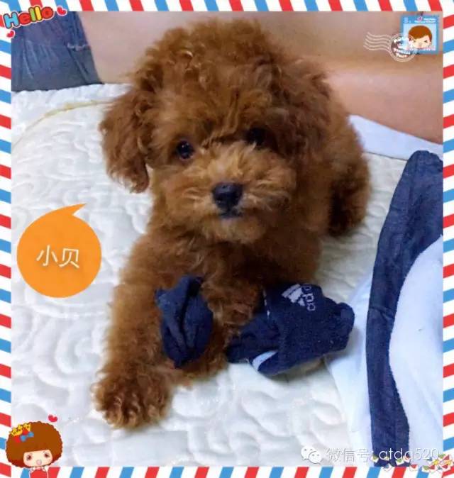 泰迪妈妈生了几个孩子,泰迪接生的过程