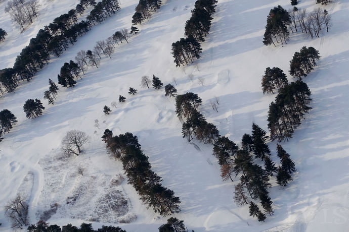 尼亚加拉珍稀冰酒,尼亚加拉冰葡萄酒
