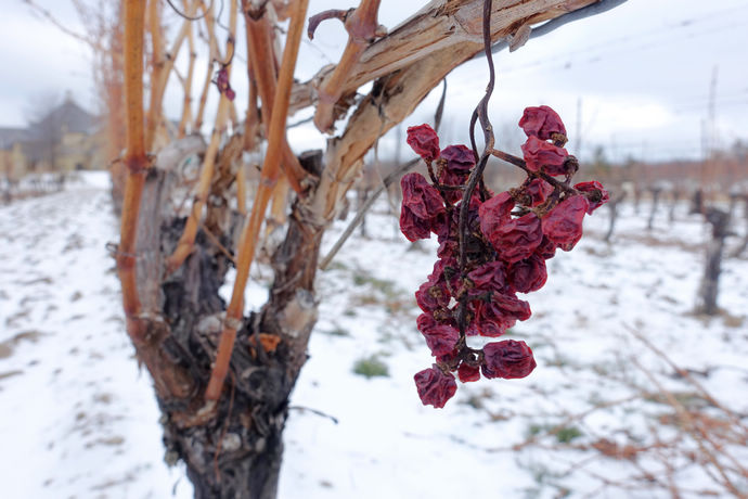 尼亚加拉珍稀冰酒,尼亚加拉冰葡萄酒