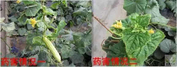 黄瓜用小苏打加红糖能防治病害,亮盾与阿米西达防治黄瓜病害