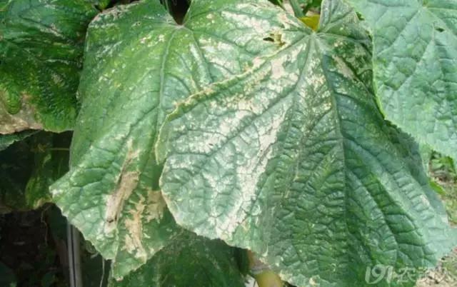 黄瓜用小苏打加红糖能防治病害,亮盾与阿米西达防治黄瓜病害